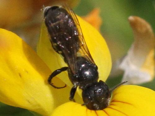 Réf. 219 759 : Hoplitis leucomelana